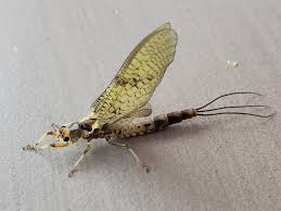 Attēlu rezultāti vaicājumam “Ephemera vulgata”