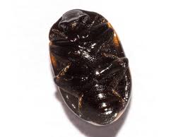 Attēlu rezultāti vaicājumam “Diaperis boleti”