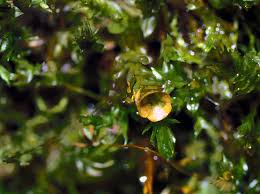 Attēlu rezultāti vaicājumam “Tetraphis pellucida”