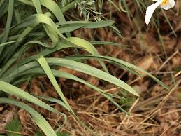 Attēlu rezultāti vaicājumam “Narcissus leaf”