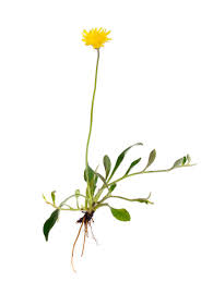 Image result for Hieracium pilosella