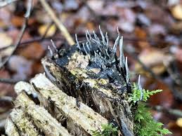 Attēlu rezultāti vaicājumam “Xylaria”