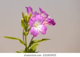 Attēlu rezultāti vaicājumam “Epilobium hirsutum flower”