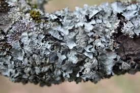 Attēlu rezultāti vaicājumam “Parmelia submontana”