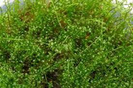 Attēlu rezultāti vaicājumam “Plagiomnium”