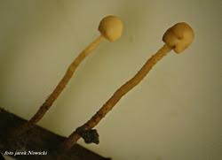 Attēlu rezultāti vaicājumam “Heyderia pusilla”