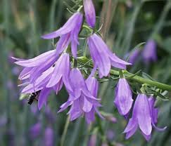 Attēlu rezultāti vaicājumam “Campanulaceae”