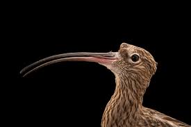 Attēlu rezultāti vaicājumam “Numenius arquata”