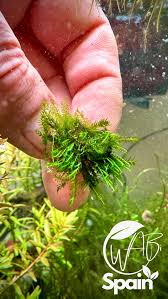 Attēlu rezultāti vaicājumam “Fissidens adianthoides”