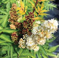 Attēlu rezultāti vaicājumam “Sorbaria sorbifolia flower”