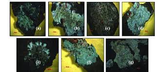 Attēlu rezultāti vaicājumam “Opegrapha atra”