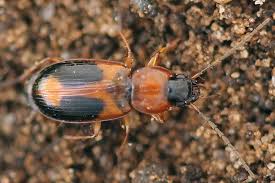 Attēlu rezultāti vaicājumam “Badister bullatus”