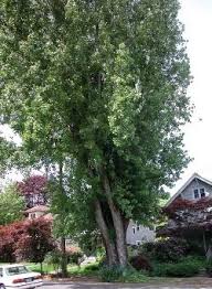 Attēlu rezultāti vaicājumam “Populus x petrowskyana”