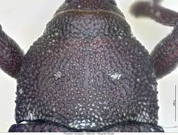 Attēlu rezultāti vaicājumam “Pissodes castaneus”