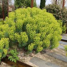 Image result for Wolfsmilch