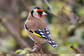 Attēlu rezultāti vaicājumam “Carduelis carduelis”