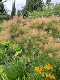 Attēlu rezultāti vaicājumam “Diderma cingulatum young”