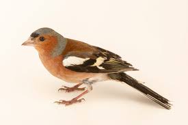 Attēlu rezultāti vaicājumam “Fringilla coelebs”