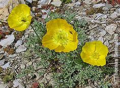 Image result for Alpenmohn