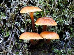 Attēlu rezultāti vaicājumam “Xeromphalina campanella”