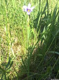 Attēlu rezultāti vaicājumam “Sisyrinchium montanum fruit”