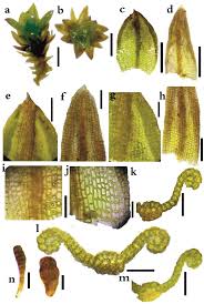 Attēlu rezultāti vaicājumam “Gymnostomum calcareum”