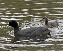 Attēlu rezultāti vaicājumam “Fulica atra adult”