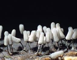 Attēlu rezultāti vaicājumam “Arcyria minuta macro”