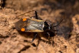 Attēlu rezultāti vaicājumam “Adelphocoris seticornis”