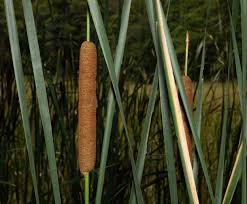 Attēlu rezultāti vaicājumam “Typha latifolia”