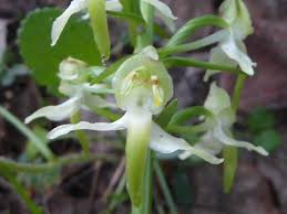 Attēlu rezultāti vaicājumam “Platanthera chlorantha”