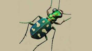 Attēlu rezultāti vaicājumam “Cicindela sylvatica”