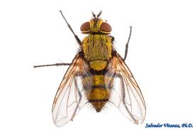 Attēlu rezultāti vaicājumam “Tachinidae”