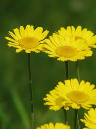 Image result for Färberkamille