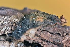 Attēlu rezultāti vaicājumam “Lindbladia tubulina”