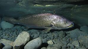 Image result for Argyrosomus inodorus