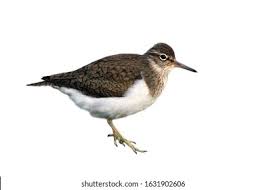 Attēlu rezultāti vaicājumam “Actitis hypoleucos adult”