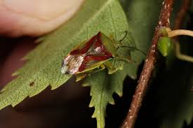 Attēlu rezultāti vaicājumam “Elasmostethus interstinctus”