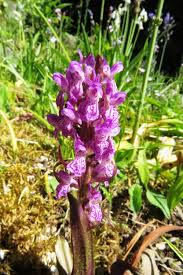 Attēlu rezultāti vaicājumam “Dactylorhiza cruenta flower”