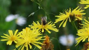 Attēlu rezultāti vaicājumam “Crepis biennis”