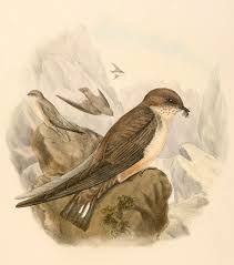 Image result for Ptyonoprogne rupestris