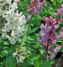 Attēlu rezultāti vaicājumam “Corydalis cava flower”