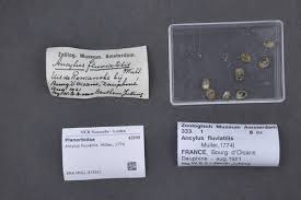 Attēlu rezultāti vaicājumam “Ancylus fluviatilis”