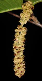 Attēlu rezultāti vaicājumam “Betula humilis male flower”