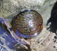 Attēlu rezultāti vaicājumam “Trichoptera egg mass”