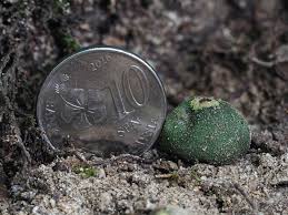 Attēlu rezultāti vaicājumam “Badhamia sp.”