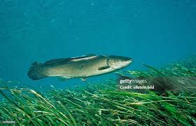 Image result for Amia calva