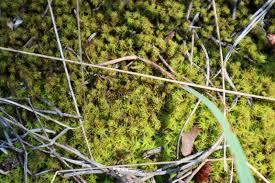 Attēlu rezultāti vaicājumam “Syntrichia ruralis var. ruralis sporophyte”