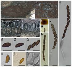 Attēlu rezultāti vaicājumam “Hypoxylon vogesiacum”