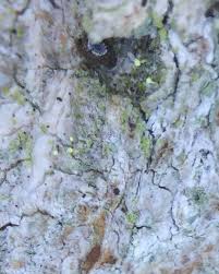 Attēlu rezultāti vaicājumam “Chaenotheca brachypoda”